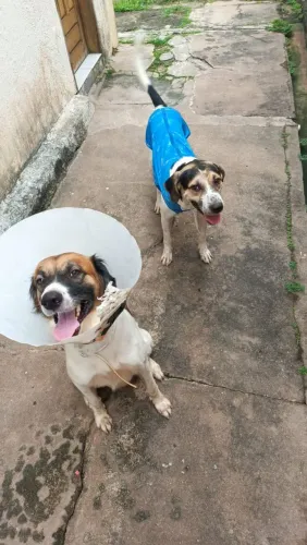 Disponíveis para adoção