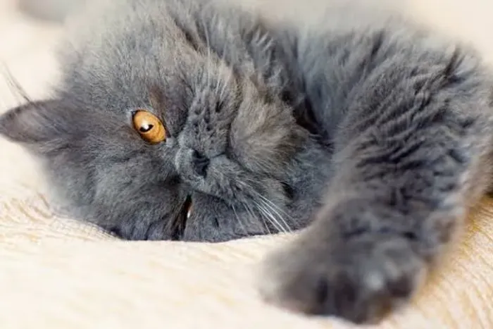 Adoção Responsável Titi Gata Persa Exótica