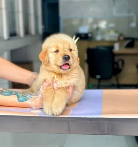 Golden Retriever - Seu pet brincalhão está aqui! - Contato na descrição - 101 Dog's