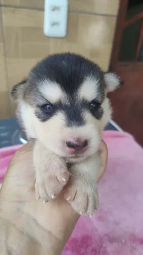 Vendas filhote de husky siberiano macho 4 fêmea 2