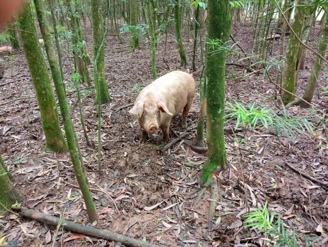 Porcos tratados só com milho e farelo de trigo