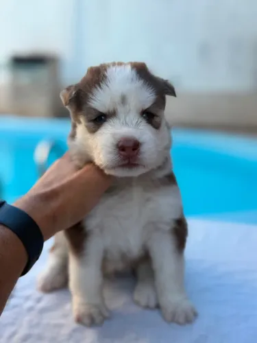 Filhotes de Husky Wooly