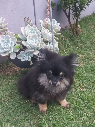 Spitz alemão