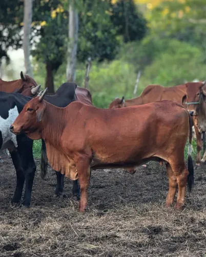 VACA SINDI