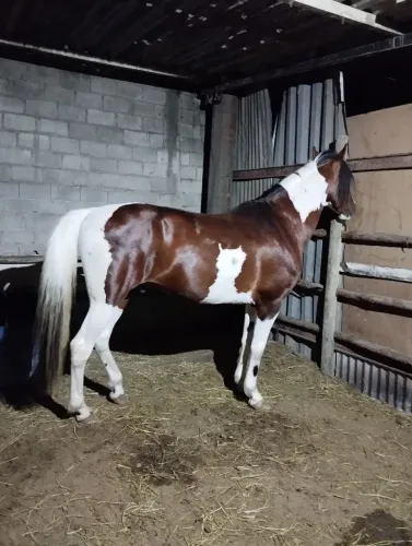 Cavalo manga larga machador pampa de castanho