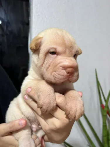 Sharpei Puro