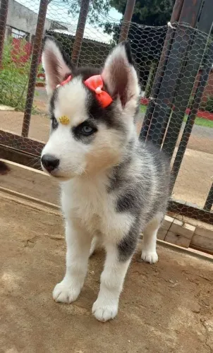Husky Siberiano,Husky Siberiano Filhote Pronto Para Novo Lar