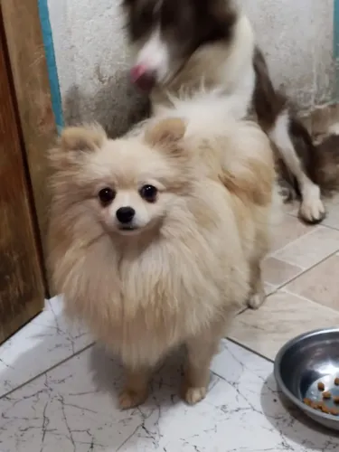 Lulu da Pomerânia macho 8 meses .