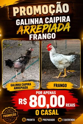 VENDO CASAL FRANGO