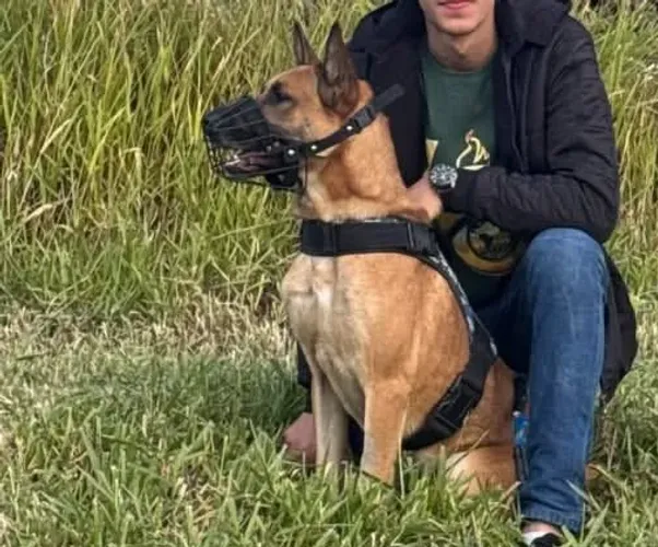 Doa-se Pastor Belga treinado de 2 anos 