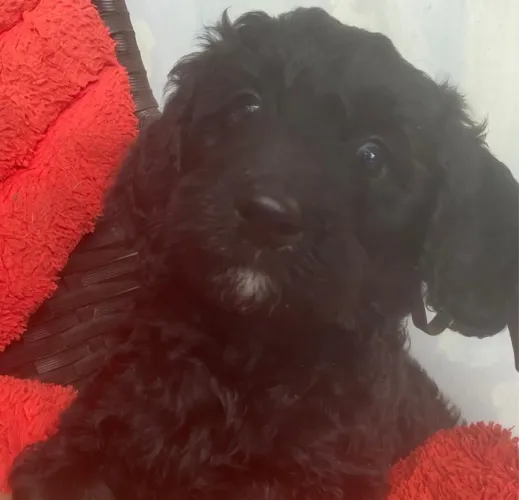 Filhote poodle puro macho preto!