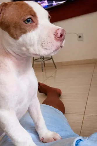 Cão