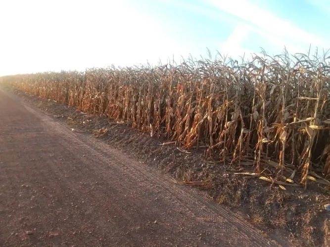 Fazenda a vemda, em Vale do Araguaia - Tocantins