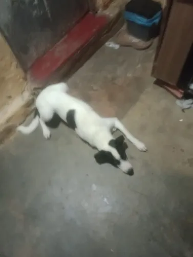 Doação responsável de um cachorrinho