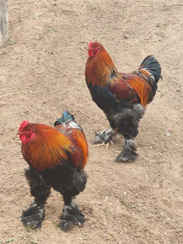 Galo Brahma perdiz