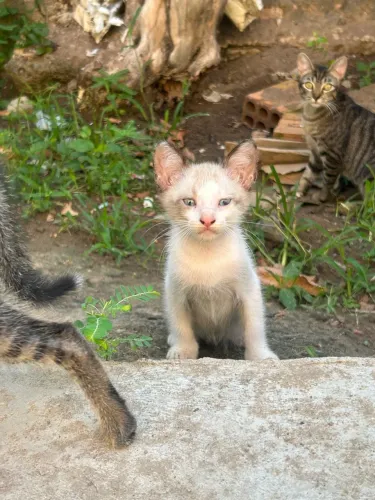 Doa-se Gatinhos