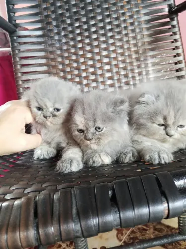 Gato persa