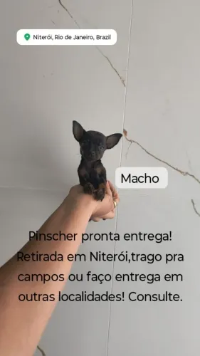 Pinscher miniatura zero de verdade pai e mãe zero !
