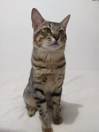 GATO PARA ADOÇÃO