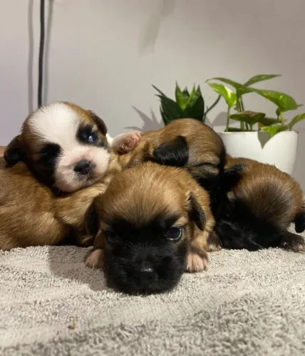 Vende-se Shih Tzu