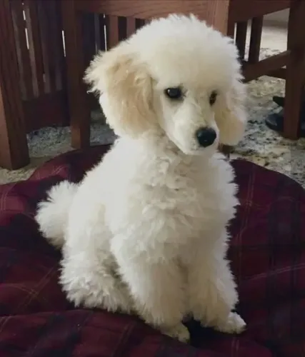 Procuro filhote de poodle pra comprar