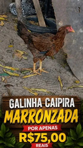 GALINHA CAIPIRA MARRONZADA