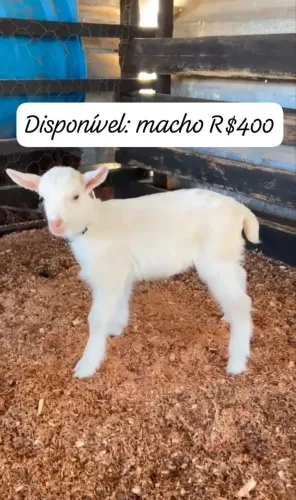 Bode cabrito bodinho
