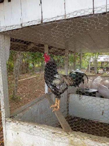 Galo Brahma