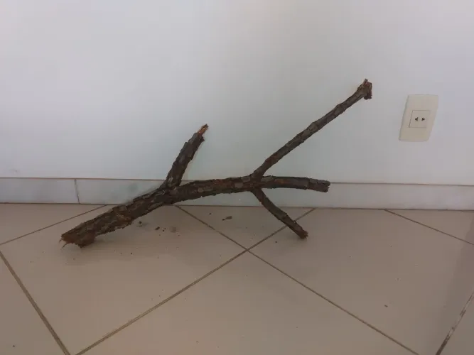 Galhos do Cerrado para terrários