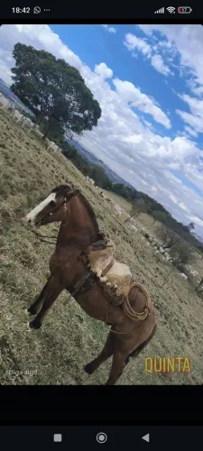 Cavalo a venda