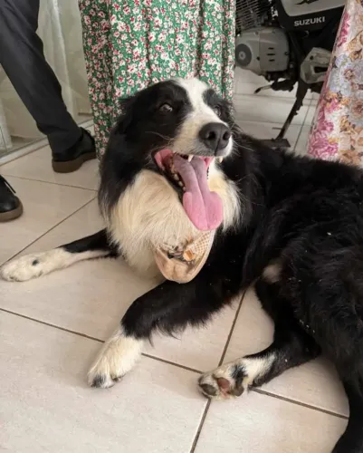 doação border collie