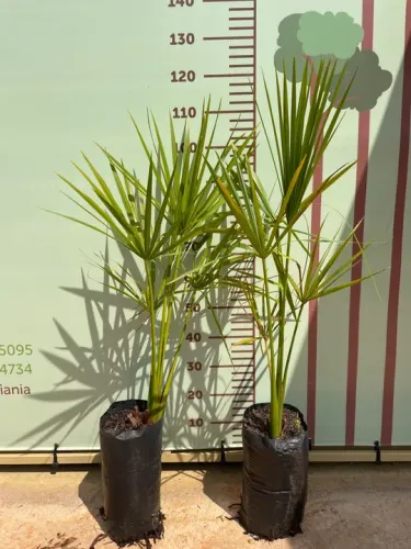 Mudas de Buriti 80 cm a 1 metro 