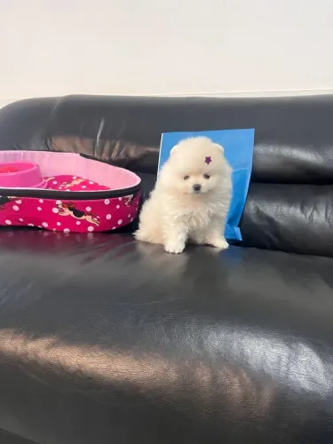 Filhote de Spitz Alemão