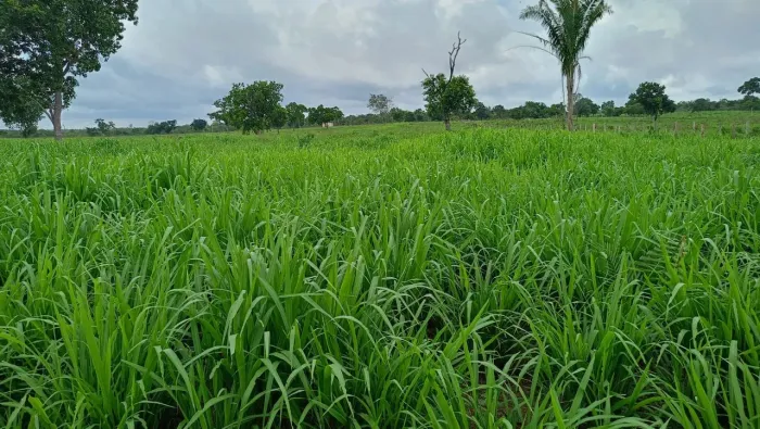 Fazenda á venda de porteira fechada na margem do Rio Balsas, 134 hectares com 78 cabeças d