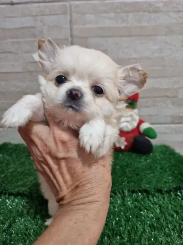Chihuahua na cor creme a venda!