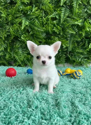 Chihuahua Pêlo longo branco. 