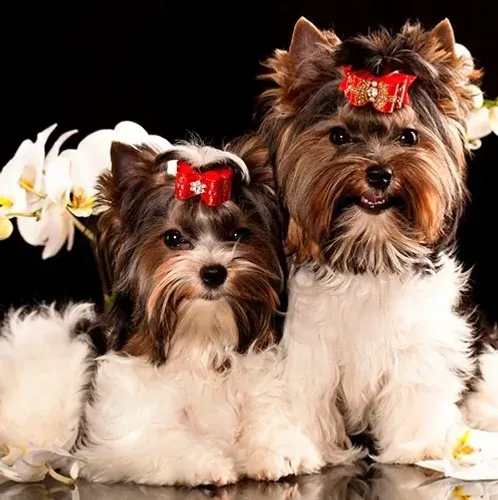  Biewer Terrier Macho Tricolor - Inteligente, Carinhoso e Ideal Para Famílias