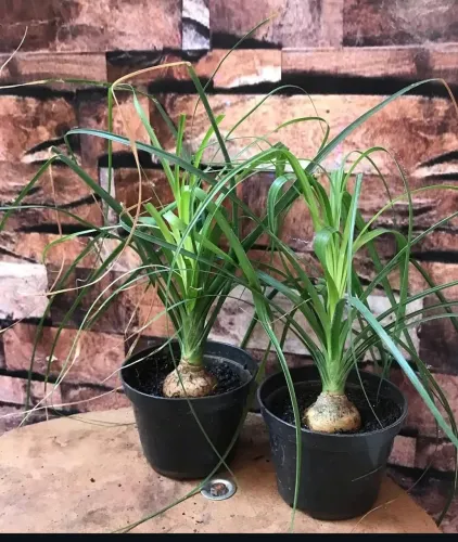 Mudas de Pata de elefante