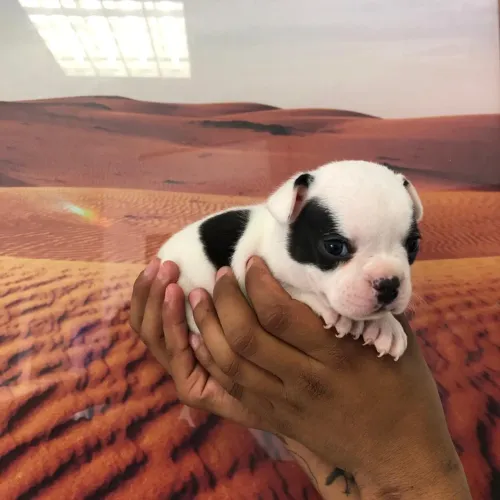 Filhotes de Bulldog Francês - Companheiros Dóceis e Muito Carinhosos