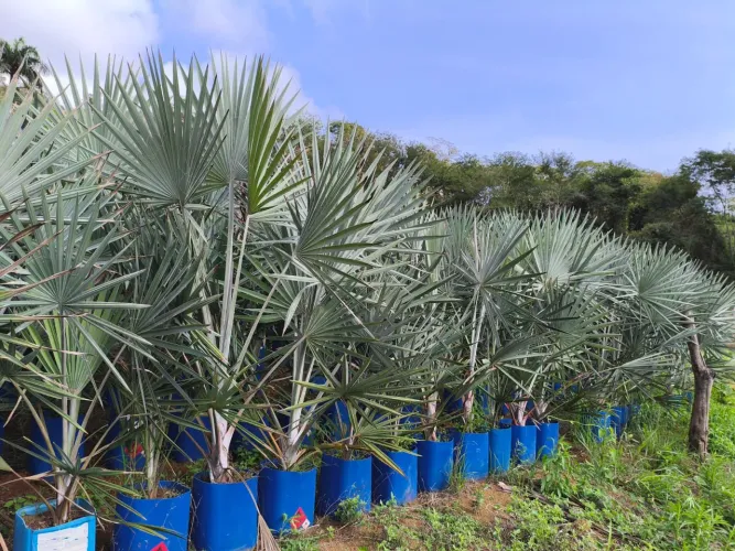 Palmeira azul 