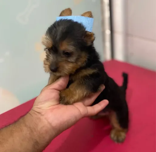 Yorkshire macho micro com vacina e microchipe com 60 dias 