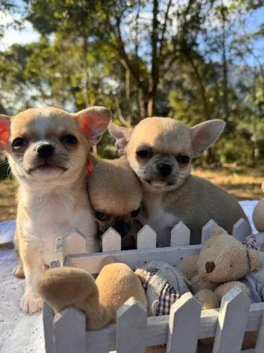 Chihuahua micro tamanho mini,amor gigante.