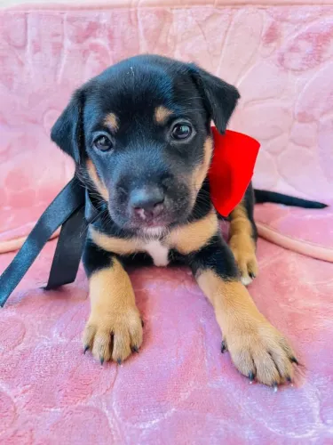 Filhote rotivaile com caramelo