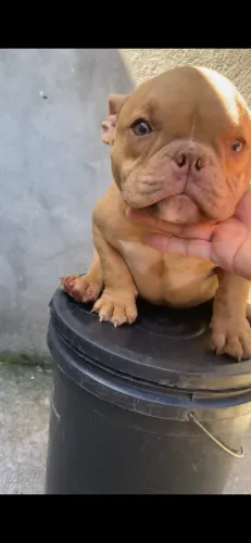 American Bully Padrão Micro