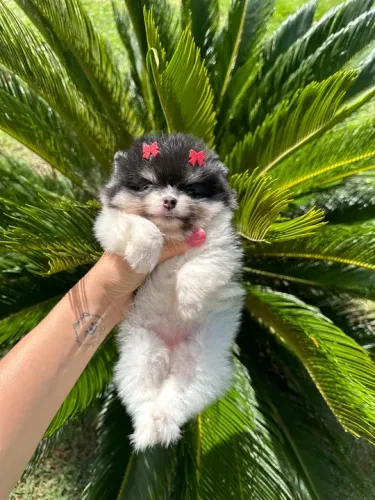 Spitz alemão fêmea - Lulu preta e branca 