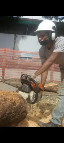 Poda e corte de Árvores