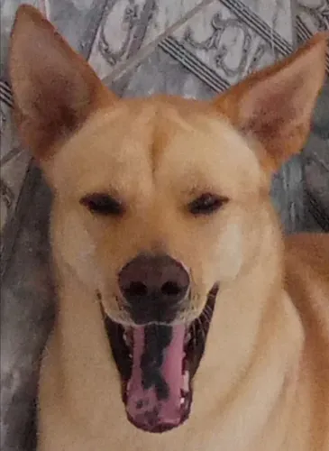 Aakita Inu macho para Doação 