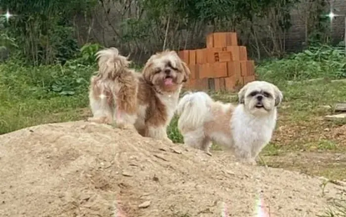 Filhotes de shihtzu puro 