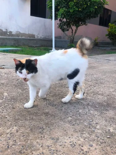 Gatinha castrada para adoção responsável! 