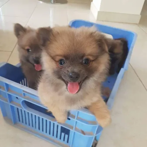 Filhotes Maravilhosos de Spitz Alemão